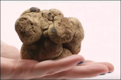 Trouver le pays vous évitera de passer pour une truffe !