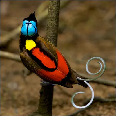 Pour vous, le paradis, ce sera la bonne réponse !