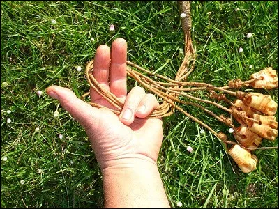 Ils sont utilisés pour chasser !