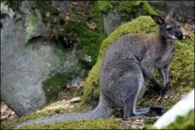 Certains d'entre vous vont froncer les sourcils en se disant : moquette est devenu dingue, pourtant c'est là qu'ils vivent à l'état sauvage !