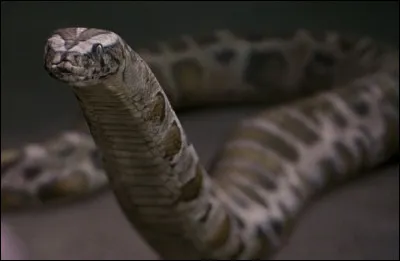 De quel pays vient le serpent du zoo ?