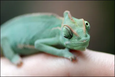 La gestation chez le caméléon dure en général de 3 à 4 mois.
