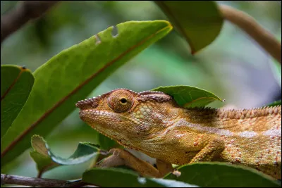Il capture ses proies grâce à sa langue protractile engluée de mucus.