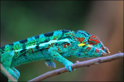Il est surtout présent en Amérique du Sud et en Océanie.