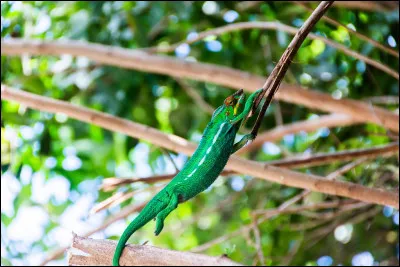 Les femelles ont des couleurs plus vives et contrastées que les mâles.