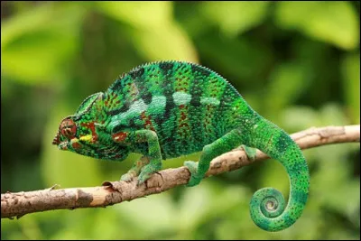 Les caméléons ont une excellente vue nocturne.