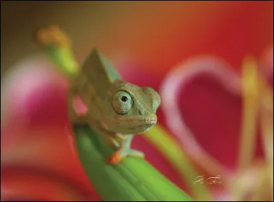 Le changement de couleur des caméléons est un moyen de camouflage mais également un moyen de communication.