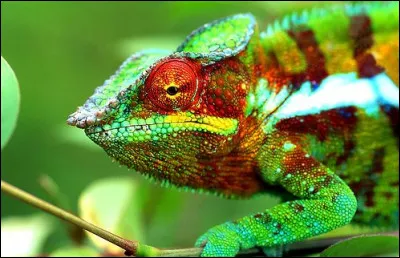 Le caméléon peut atteindre une taille de 70 cm.