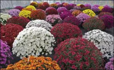 À quelle fleur est associé le cimetière ?