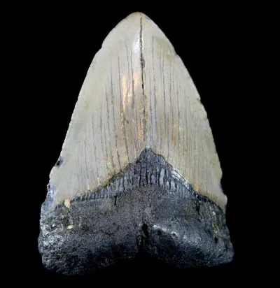 Où ont été retrouvées des dents de mégalodons ?