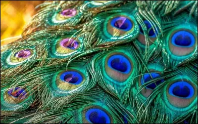 Trouvez l'intrus, sinon je vous vole dans les plumes !