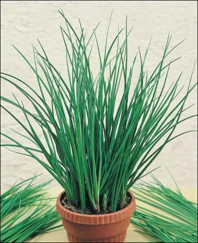 Quelle est la couleur de la fleur de ciboulette ?