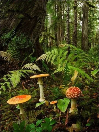 Quelle est la capitale des Îles Vierges britanniques ?