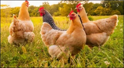 Que se passe-t-il quand il arrive sur l'île du dieu du Soleil ?