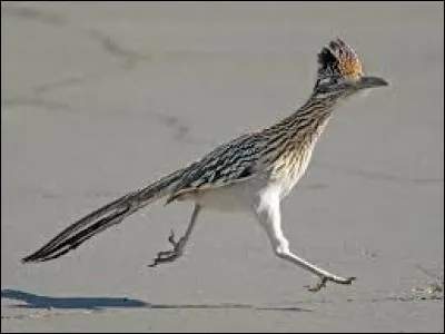 Comment s'appelle cet animal ?