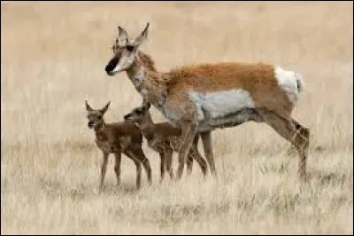 Comment s'appelle cet animal ?