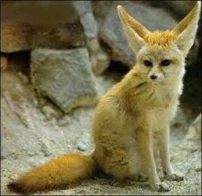 Dans quel pays vit le fennec ?
