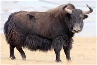 Comment s'appelle cet animal ?