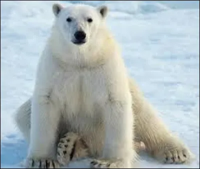 Comment s'appelle cet animal ?