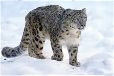 Comment s'appelle cet animal ?