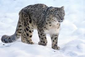 Quiz Animaux