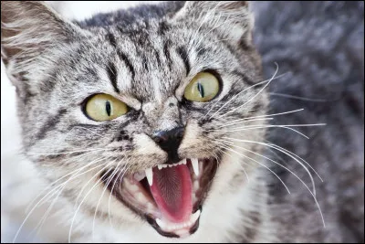 Cet animal fait partie de la famille des..