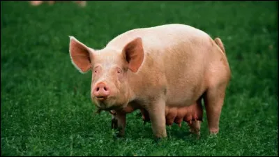 La truie s'impatiente car elle attend ses 