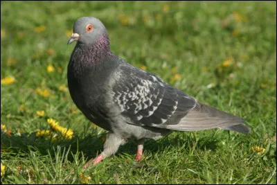 Madame pigeon est heureuse de vous annoncer l'éclosion de ses oeufs, ce sont des qui naîtront