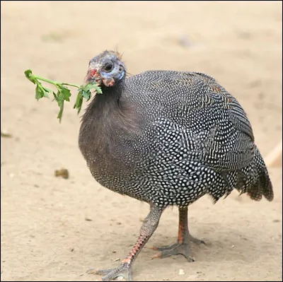 La belle pintade crie à tue-tête, ses petits .... sont nés