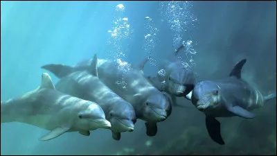 Ton voyage de tes rêves serait :