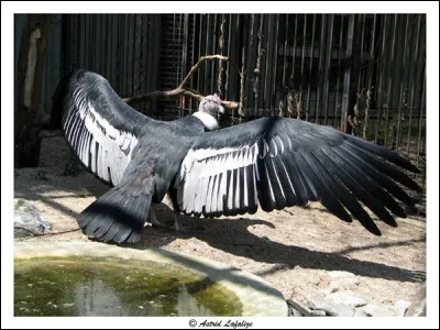 En 40 ans, &agrave; cause du r&eacute;chauffement climatique, les ailes des oiseaux se sont agrandies !