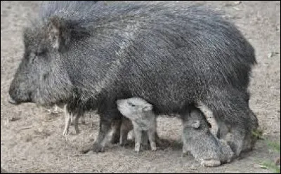 Identifiez l'animal de la photo !