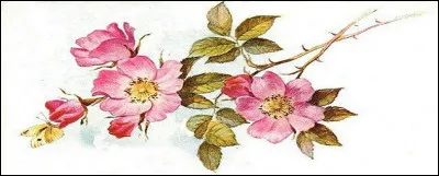 Peut-on dire que l'arbuste, fait de tiges ligneuses, épineuses et arquées, est rustique ?