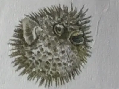 Ce poisson ressemble à un...