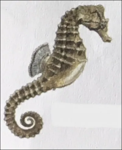 Voici un hippocampe.