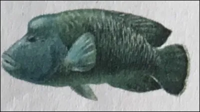 Il porte le nom d'un personnage célèbre. Lequel ?