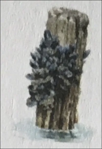 Ils/Elles sont bons/bonnes à manger. Ce sont des...