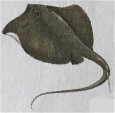 Et pour finir, c'est une raie...