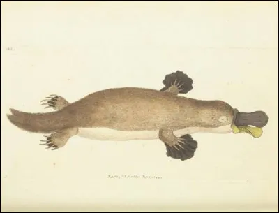 Quel scientifique a cru à un canular lorsqu'il a vu pour la première fois un ornithorynque à cause de ses particularités en 1799 ?