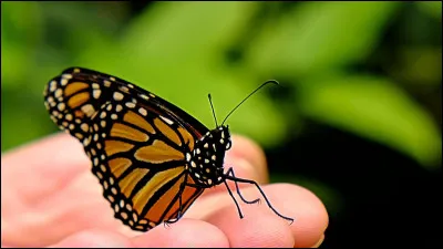 Dans le film "Le Silence des Agneaux", quel personnage joue Jodie Foster ?