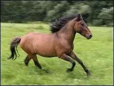 Ce poney est un :
