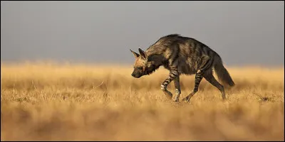 Quelle hyène est la plus grande ?