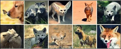 En tout, combien y a-t-il d'espèces de canidés ?