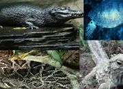 Test Quel reptile �tes-vous ?