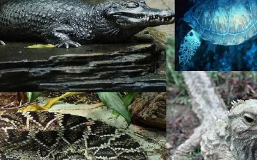 Quiz Test de personnalit�