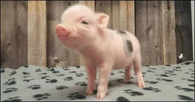 Quel animal est votre pr&eacute;f&eacute;r&eacute; ?