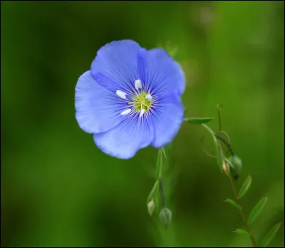 Qui jouait ''Petite fleur'' en 1962 ?