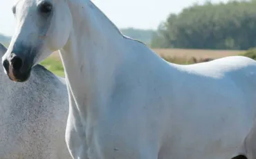 Quiz Galop 1