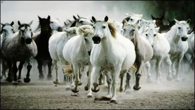 Quel est l'ordre de pansage ?