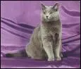 Quelle est la race de ce chat ?